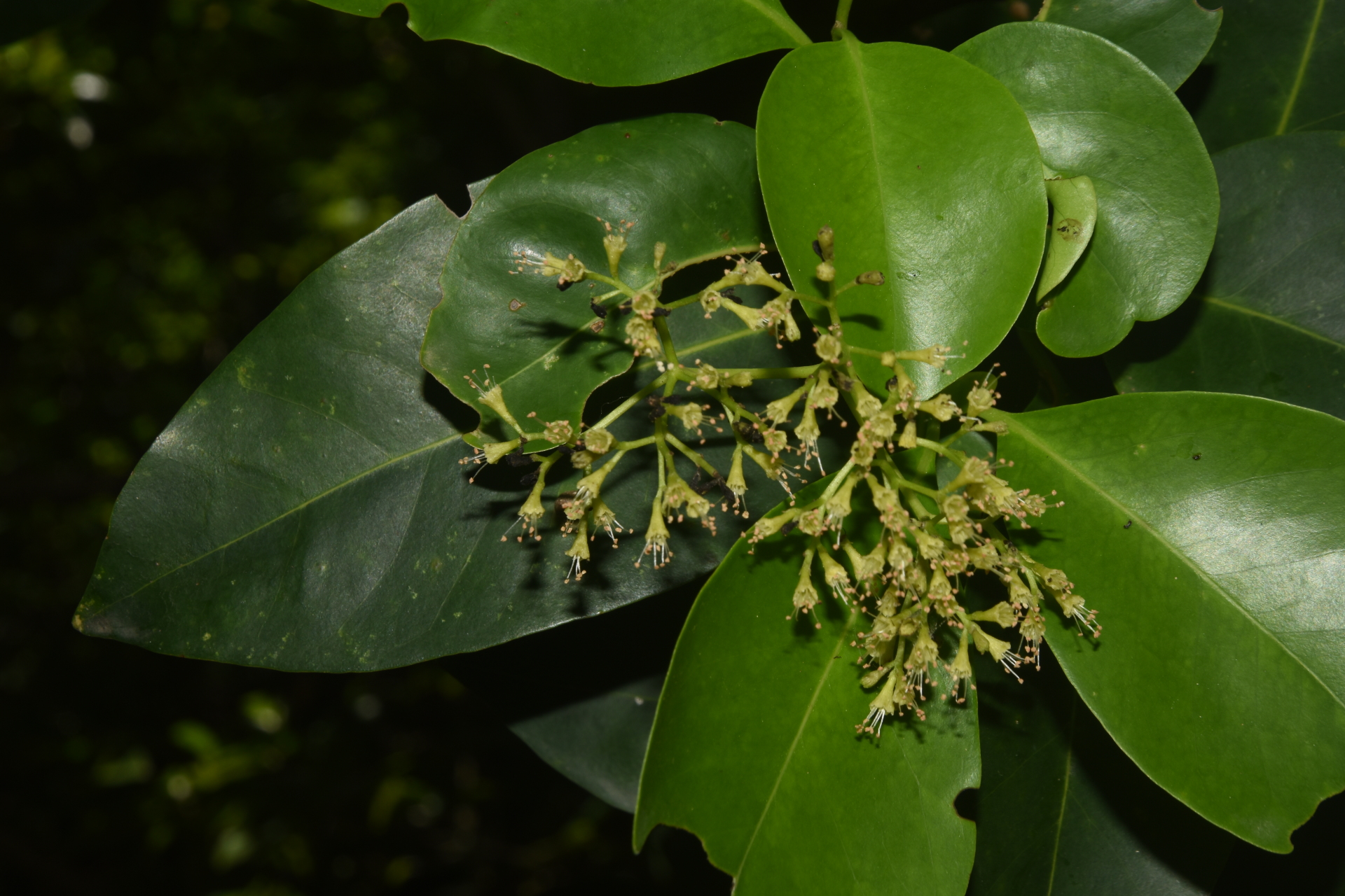 Guapira fragrans (Dum.Cours.) Little - Photo Bivouac Naturaliste